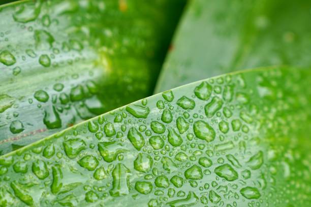 istock Green leaves with raindrops 1485639368