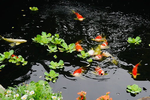 Colorful carps on the pond