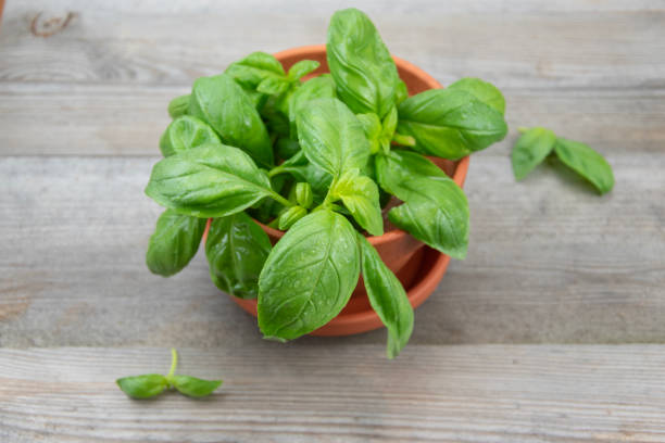 istock Basil plant in terracotta plant pot 1485640699