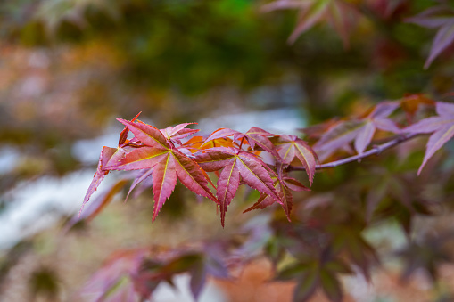 Close-up of a bright dark red red maple leaf