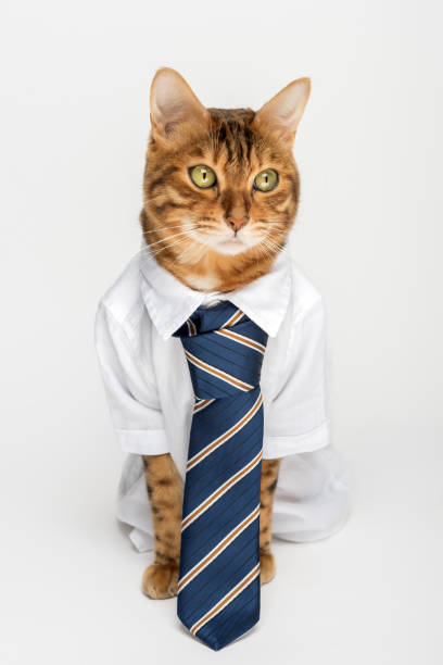 istock Business cat in a shirt with a tie on a white background. 1485647425