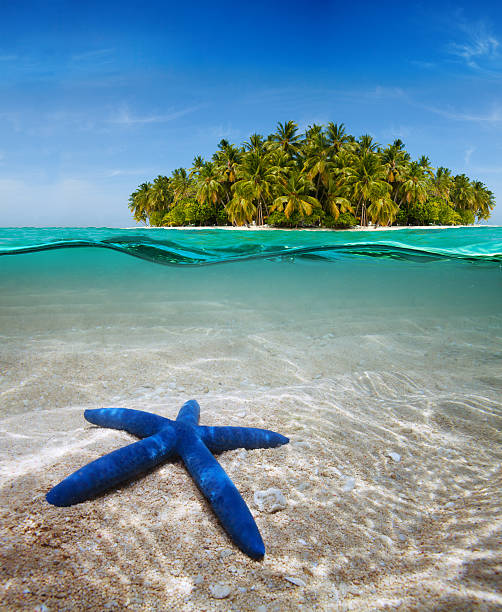 istock Underwater life near beautiful island 148564844