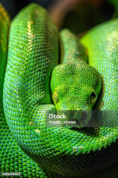 Green Tree Python Closeup Portrait Art Stock Photo - Download Image Now ...