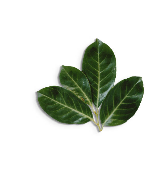 istock Top up view isolated green leaves on white background.fit for your design element. 1485648565