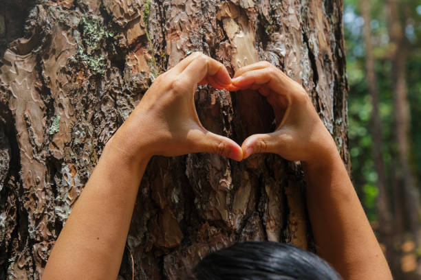 istock Close-up of a woman's hand making a heart shape on a tree trunk. Female environmentalist making heart shape fingers on pine tree trunk. Love and protect nature concept. 1485649034