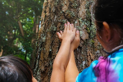 The hands of a mother and a little girl touch an old tree on a large tree trunk. Green environmentally friendly lifestyle. Love and protect nature concept.