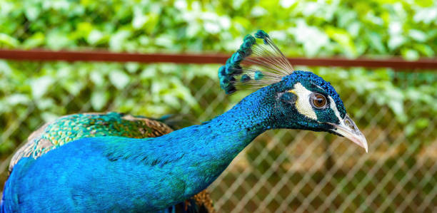 istock A beautiful and colorful male peacock 1485649264