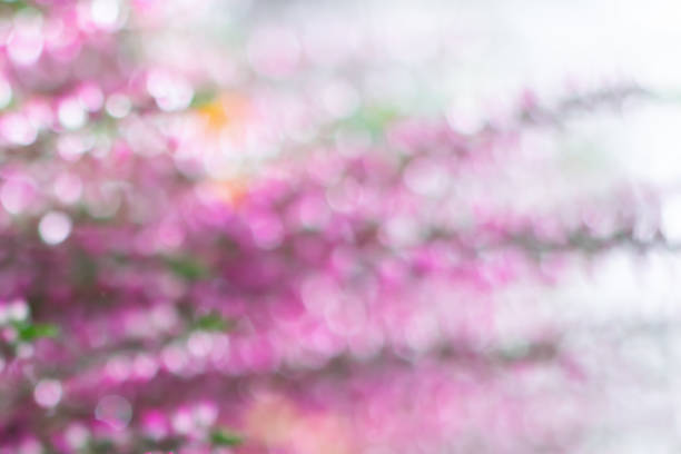 Blurred botanical background with sparkles and bokeh effect. Copy space with blurred shining waterdrops, natural background