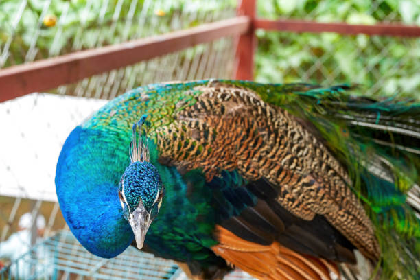 istock A beautiful and colorful male peacock 1485649309