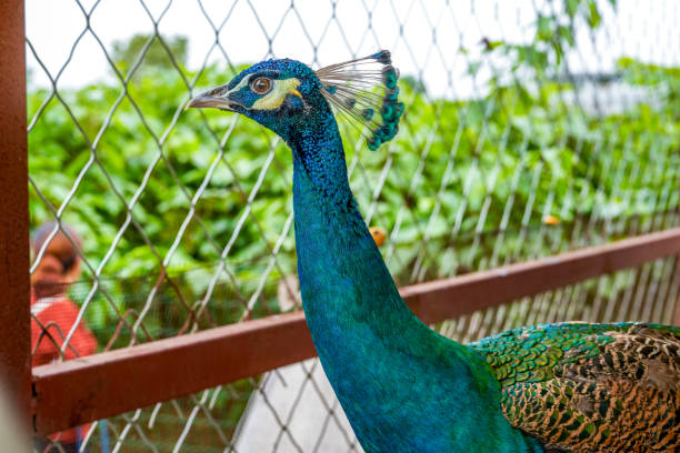 istock A beautiful and colorful male peacock 1485649318
