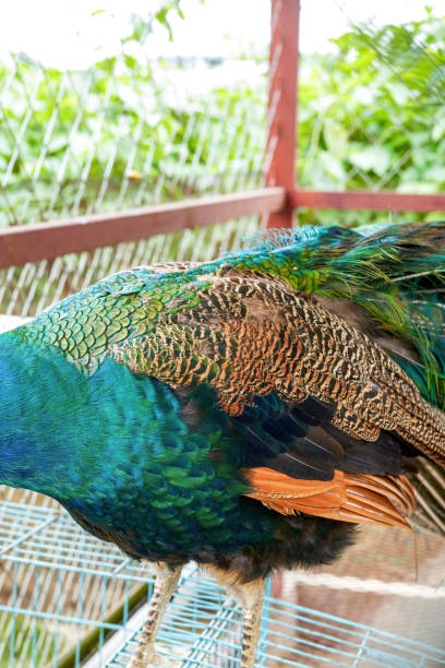 istock A beautiful and colorful male peacock 1485649339