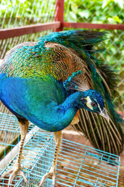 istock A beautiful and colorful male peacock 1485649377
