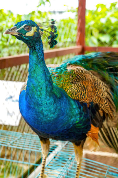 istock A beautiful and colorful male peacock 1485649496