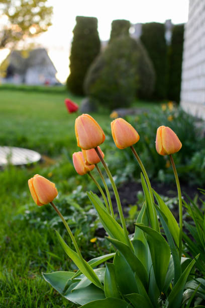istock Bright color tulips in the flower bed 1485650629