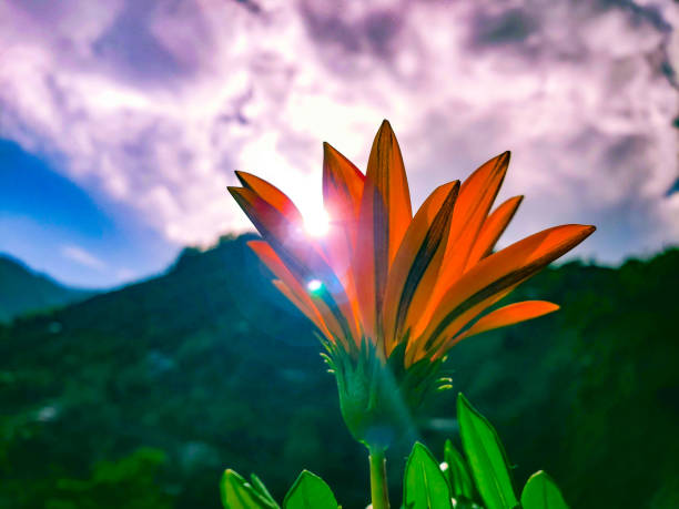 Orange flower against the sky.