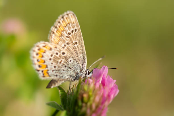 istock Lycaenidae blue butterfly close-up on a clover flower. 1485651715
