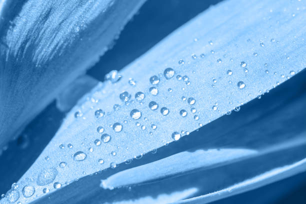 Classical blue toned botanical background with wide smooth leaves and shining water drops on it. Summer sunlight is glowing on wet leaves after rain