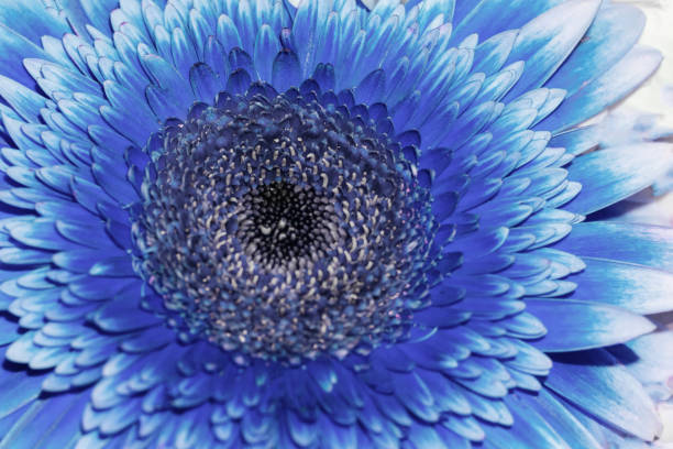 istock Close up view of vivid classical blue colored gerbera flower with dark core as natural background. 1485651845