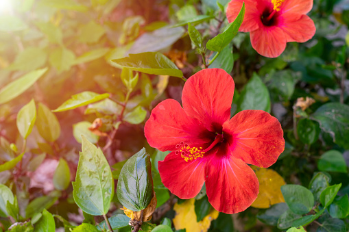 Vivid red hibiscus flower with green leaves is growing on a bush  in summertime. Blooming of tropical flower hibiscus ion bright sunbeams