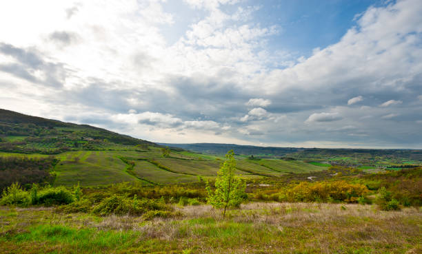 apennines - planting tree poplar tree forest imagens e fotografias de stock