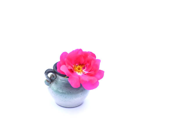 Beautiful wildflower in small ceramic vase on white background.