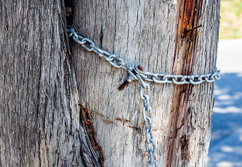 Old big tree with chain Close-up, care of nature and freedom concept
