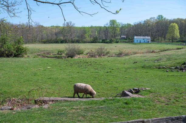 istock One merino sheep grazes in an idyllic Pennsylvania field 1485657011