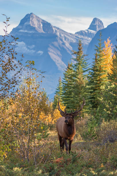 istock Elanden in Jasper National Park, Alberta, Canada 2022 1485658985