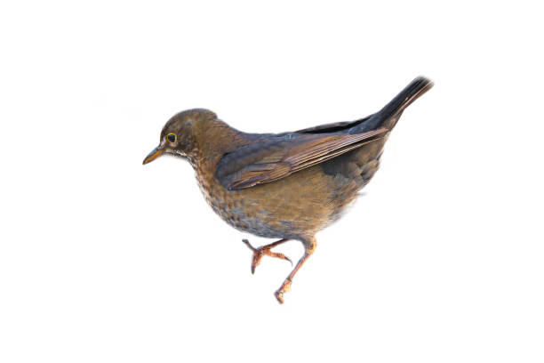 istock Bird thrush cropped. To use composing. Isolated animal. Brown feathers. Animal 1485659161