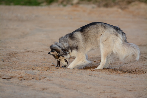 Siberian Husky is digging the sand