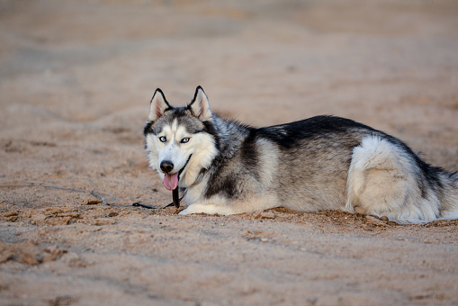 Siberian Husky is digging the sand