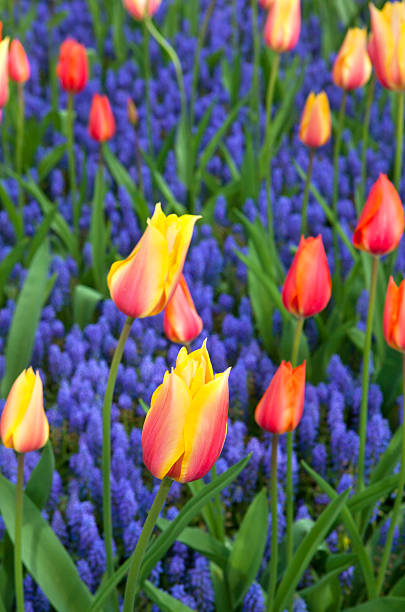 istock tulips with hyacinths 148566058