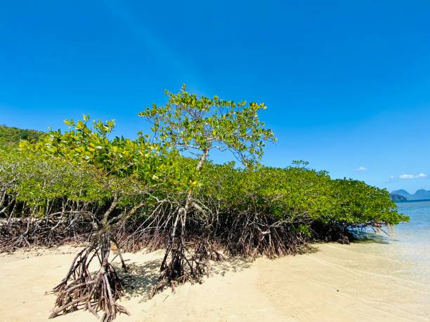 istock Mangroves on a golden sandy beach in El Nido, Philippines 1485661252