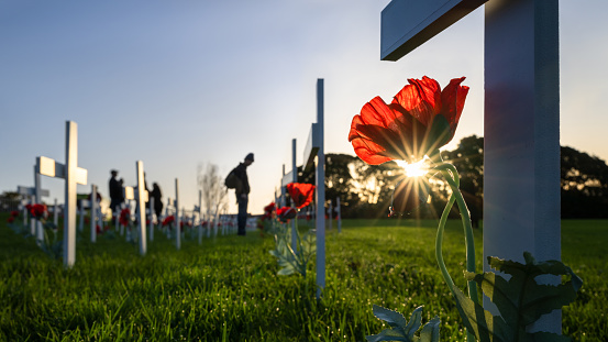 Out-of-focus people paying respect to fallen soldiers on the field of white crosses and red poppies. Anzac Day commemoration. Auckland.