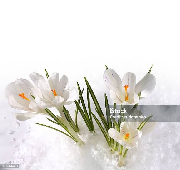 Snowdrops In Snow Stock Photo - Download Image Now - Blossom, Bouquet, Bud