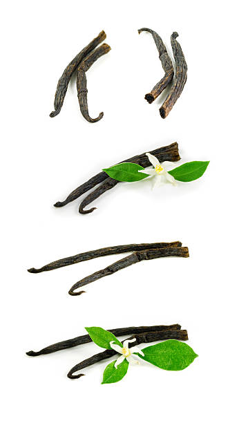 Vanilla sticks with flower stock photo