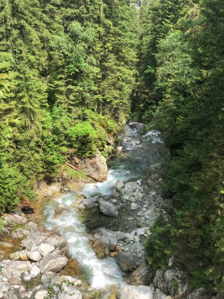 istock Stream in the forest of the Polish mountains 1485665169