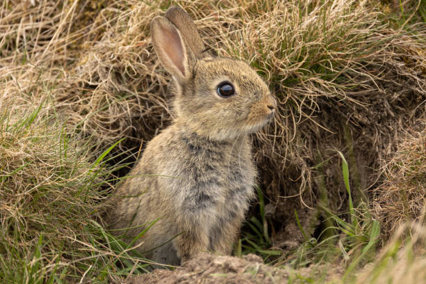 mały dziki królik na wiosnę, tuż przed opuszczeniem bezpieczeństwa królika warren, czujny i zwrócony w prawo.  zbliżenie. - swaledale zdjęcia i obrazy z banku zdjęć