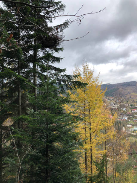 istock Orange green trees in the mountains 1485665827