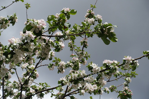 Grey sky and branches of blossoming apple tree in April