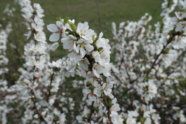 istock Multiple white flowers of prunus tomentosa in March 1485666467