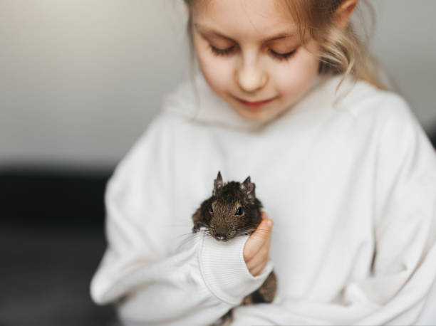 istock Little girl playing with small animal degu squirrel. 1485667687