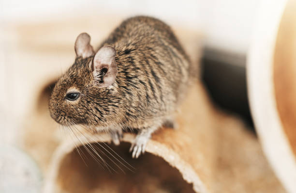 istock Little cute gray aquirrel Degu 1485667696