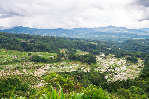 aerial view of rice terrace field in indonesia