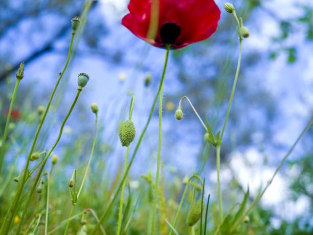poppy flower