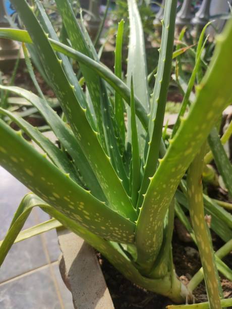 istock aloe vera plant close up 1485669590