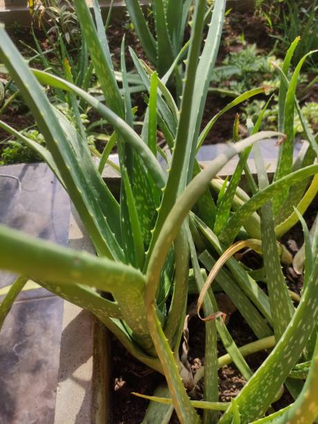 istock aloe vera plant close up 1485669597