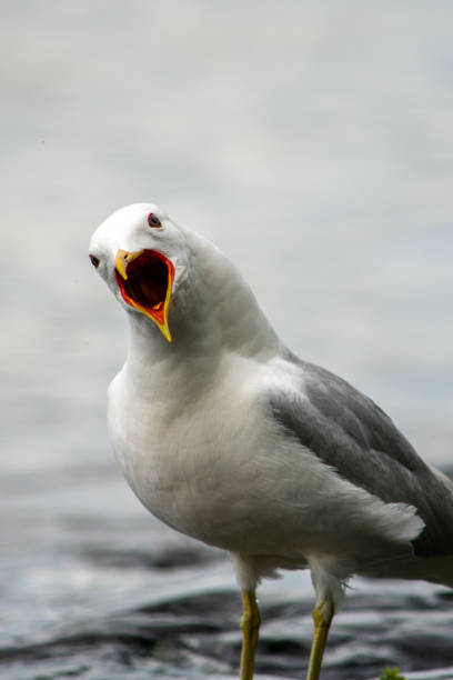 istock Common gull (Larus canus) shouting and showing its colorful beak 1485670786