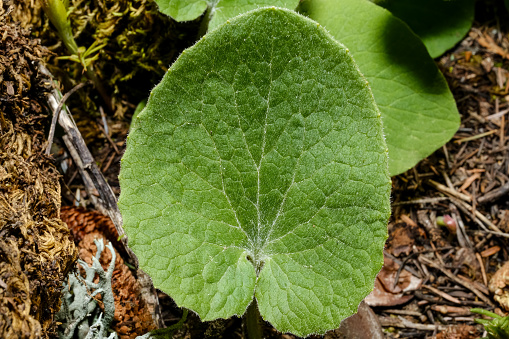 nature leaf veins looks light reflection