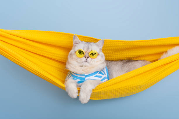 istock white cat in a yellow glasses resting in a yellow fabric hammock 1485672784